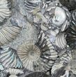 Gorgeous Deschaesites Ammonite Cluster - Russia #39158-1